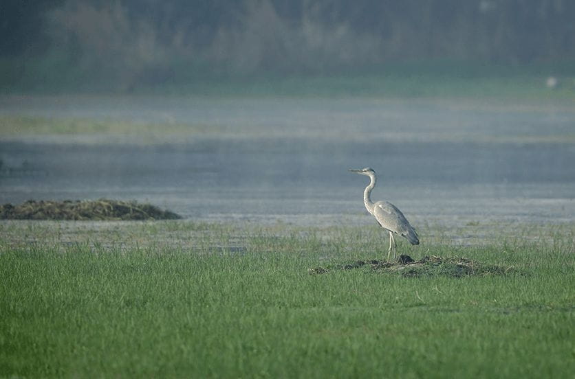 Sultanpur National Bird Sanctuary, Gurgaon